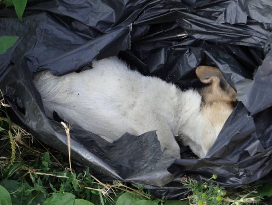 1 500 zł nagrody za wskazanie sprawcy. Kto podrzucił worek z martwym psem na targowisko?