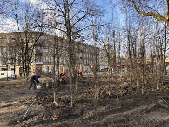 100 nowych grabów na kaliskich plantach ZDJĘCIA