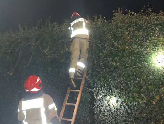 12-latek... w żywopłocie. Uwolnili go strażacy