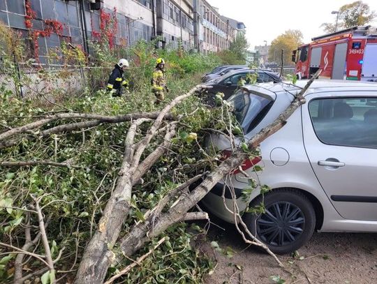 130 interwencji i kilkuset strażaków w akcji. Skutki wichury nad Kaliszem i regionem ZDJĘCIA