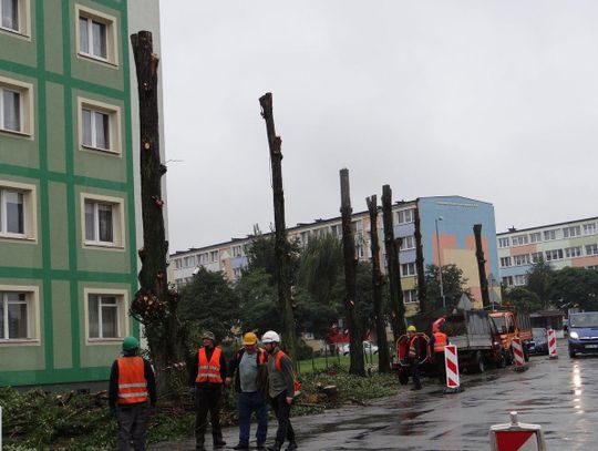 67 drzew pod topór. Dla ścieżek rowerowych i parkingów?