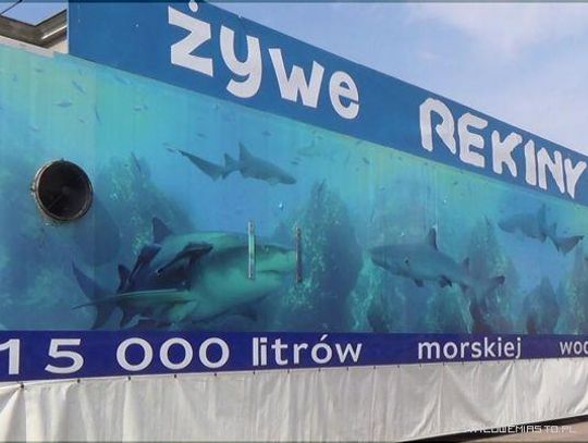 Akwarium z rekinami na ostrowskim rynku