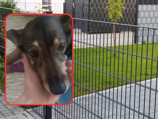 ALARM na Zagorzynku. ,,Trucizna jest wrzucana na podwórko przez płot'' KALISZANKA OSTRZEGA ALARM na Zagorzynku. ,,Trucizna jest wrzucana na podwórko przez płot'' KALISZANKA OSTRZEGA