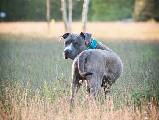 Amstaff pogryzł dziecko. Dziewczynka broniła swojego psa