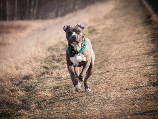 Amstaffy biegają luzem po Polach Marsowych. Doszło do ataków!