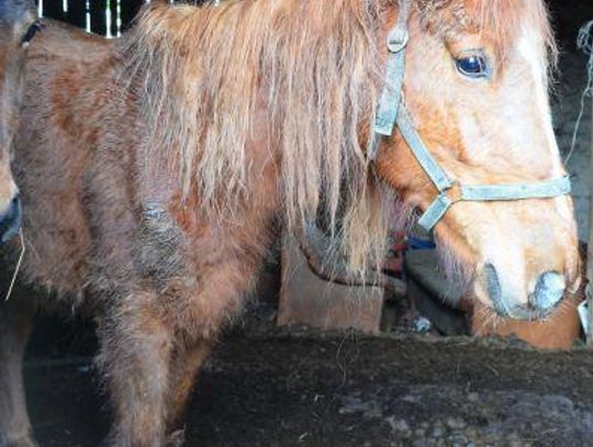 Animalsi: gospodarz znęca się nad końmi ZDJĘCIA