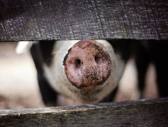 ASF w gminie Blizanów. Zabito ponad sto świń, teren wokół Łaszkowa strefą zagrożenia