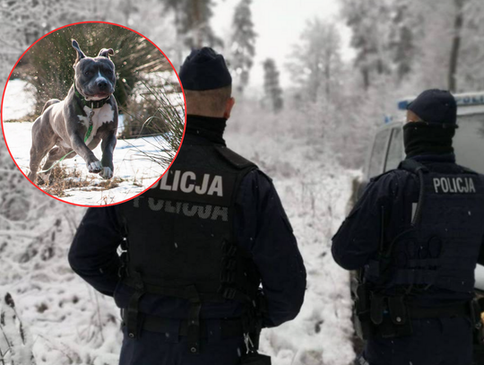 Atak groźnego psa. „Szarpało i atakowało dłonie” Atak groźnego psa. „Szarpało i atakowało dłonie”