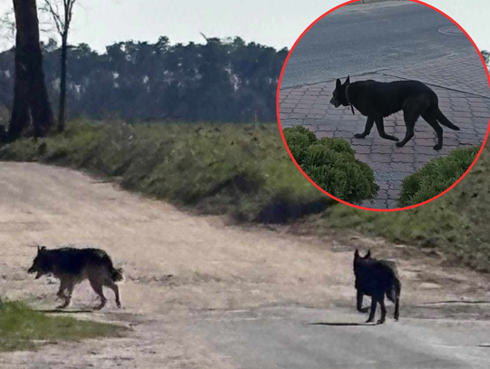 Atak groźnych psów. Straż wydała KOMUNIKAT