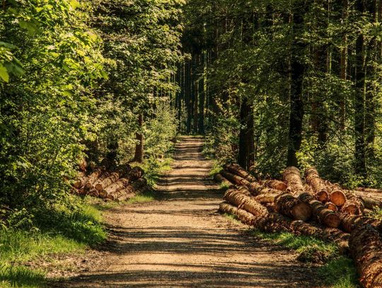 Będą opryski w lasach i zakaz wstępu