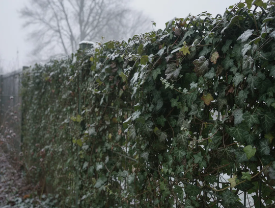 Bluszcze ogrodowe zimozielone – odmiany, sadzenie i pielęgnacja