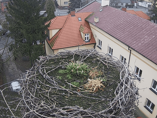 Bocianie gniazdo Przygody i Dziedzica w Przygodzicach gotowe. Rok temu samiec już czekał na swoją partnerkę