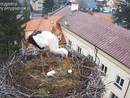 Bociany wyrzuciły jajo. W tym roku Przygoda i Dziedzic doczekają się  najwyżej trójki potomstwa