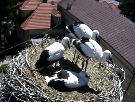 Bociany z Przygodzic rosną jak na drożdżach. Maluchy skończyły miesiąc