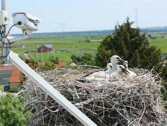 Bociany z Przygodzic zostały zaobrączkowane i otrzymały imiona ZDJĘCIA