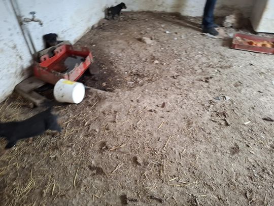 Brud, ciasnota i rany na ciałach psów. Tak wygląda ,,legalna'' hodowla pod Kaliszem