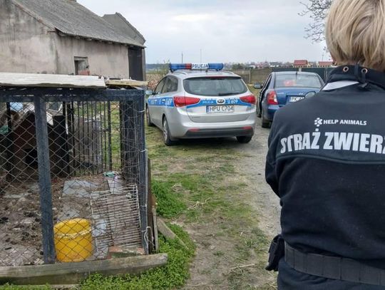 Brutalnie zabił i spalił psy, znęcał się nad królikami. Mieszkańcowi Śliwnik grozi 5 lat więzienia