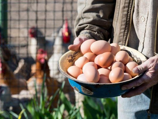 Ceny jaj przed Wielkanocą 2026. Będzie jeszcze drożej niż jest?