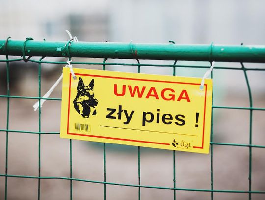 Chłopiec pogryziony przez psa przeszedł operację