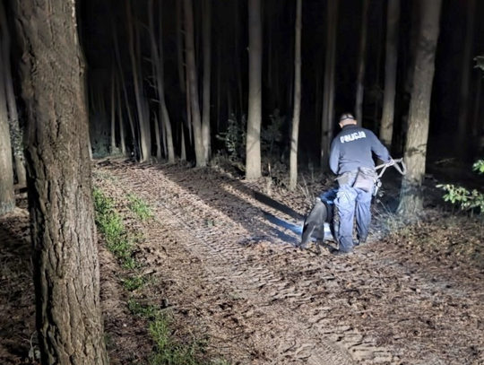 Ciało odnalezione w lesie. Nie żyje młody mężczyzna