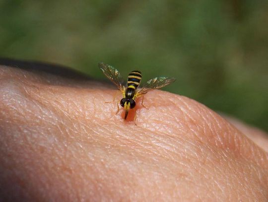 Będzie ich teraz więcej. Użądlenie bywa groźne