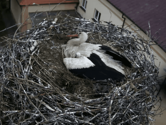 Cztery boćki już na świecie, co z piątym jajem? Internauci zaniepokojeni sytuacją w przygodzickim gnieździe