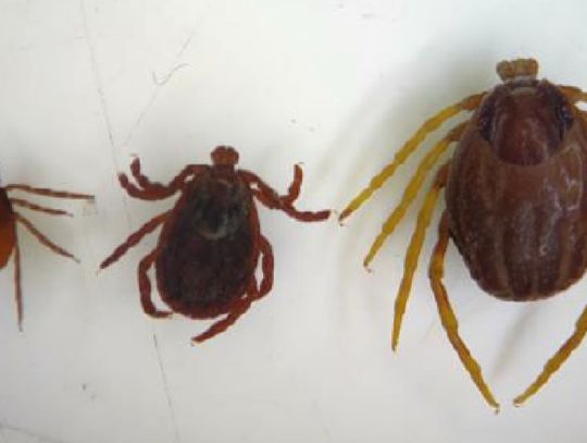 Większy i groźniejszy. Szukają  „Monster ticks”, afrykańskiego kleszcza