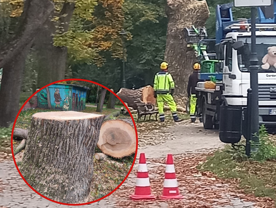 Dlaczego ścięto to drzewo? Kaliszanka oburzona, Miasto wyjaśnia