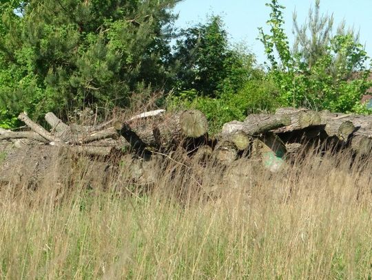 Drewno dla potrzebujących