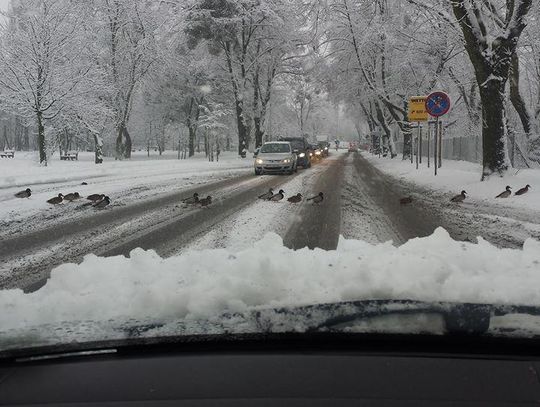 Drogę zablokowały … kaczki WIDEO