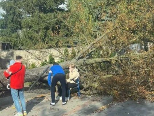 Drzewo runęło na kobietę z dzieckiem. Silny wiatr w Wielkopolsce