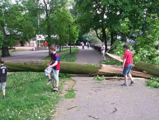 Drzewo runęło na środek alejki. Świadek: Krzyknąłem do kobiety, żeby uciekała ZDJĘCIA