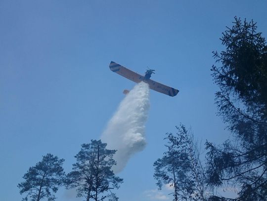 Duży pożar lasu. W akcji 48 strażaków i samolot. W lasach 3 stopień zagrożenia ZDJĘCIA