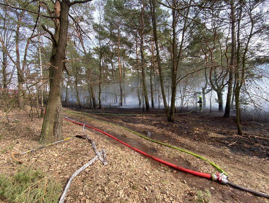 Duży pożar lasu w powiecie! Wszystko wskazuje na podpalenie