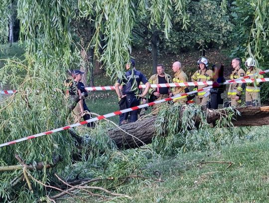 Dwie dziewczynki ranne. Spadła na nie gałąź