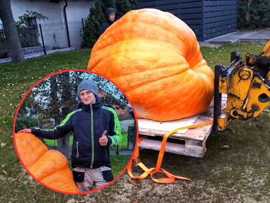 Dynia GIGANT Kacpra. Na konkurs jednak nie pojedzie...