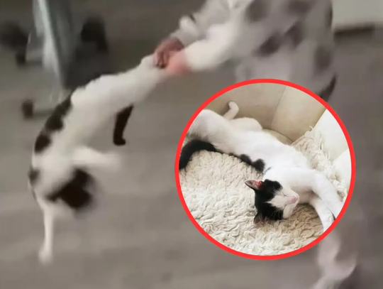 Dziecko znęcało się nad kotem, a matka to nagrywała JEST WYROK