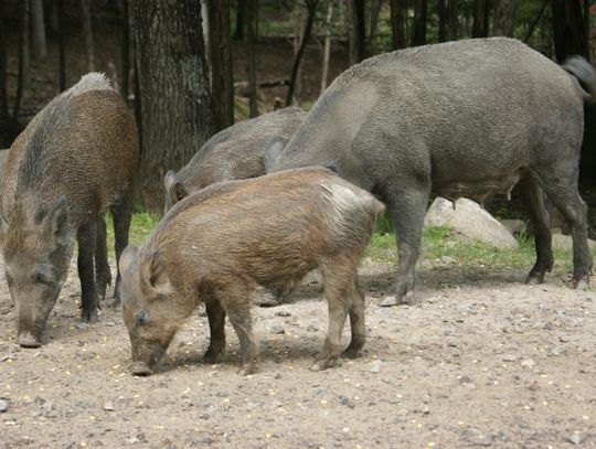 Dziewięć martwych dzików znalezionych na drodze