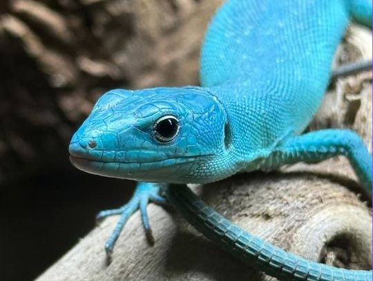 Egzotyczne zwierzęta z całego świata zawitają do Kalisza! ZDJĘCIA Egzotyczne zwierzęta z całego świata zawitają do Kalisza! ZDJĘCIA