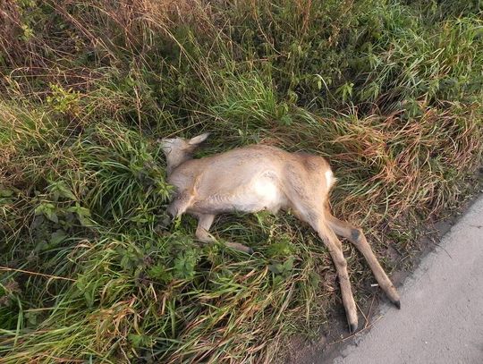 Gdzie jest sarna?! Zwierzę może być zarażone, służby weterynaryjne prowadzą poszukiwania