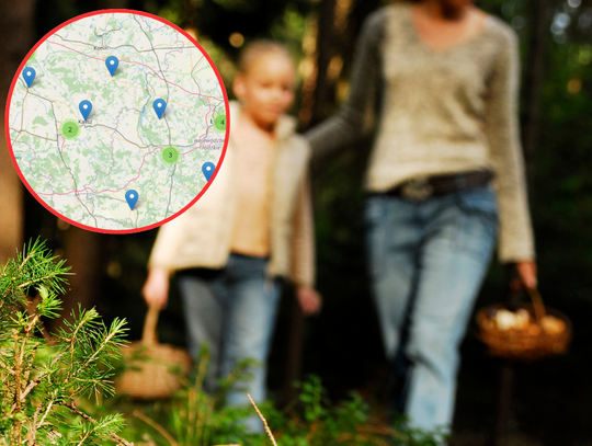 Gdzie są kleszcze? TO WARTO WIEDZIEĆ przed grzybobraniem
