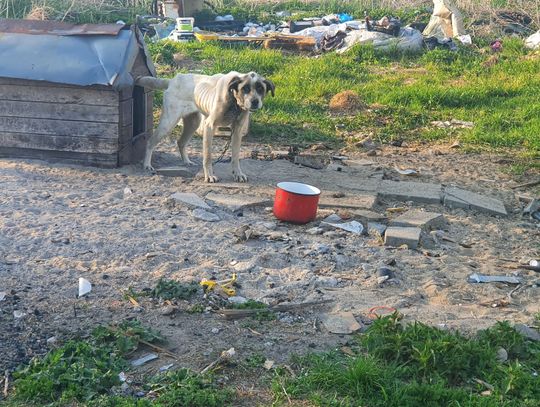 Głodzona, na łańcuchu. Animalsi uratowali Misię ZDJĘCIA