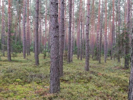 Grzybiarze w opresji. Błądzącym pomagają leśnicy