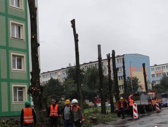 Ile drzew posadzono w Kaliszu, a ile naprawdę wycięto?