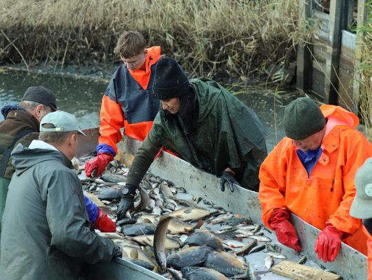 Ile za karpia? Sprzedaż już ruszyła