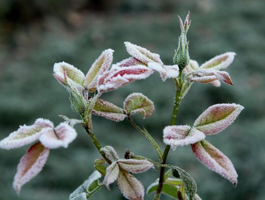 IMGW ostrzega przed przymrozkami. W nocy przy gruncie nawet -7°C!