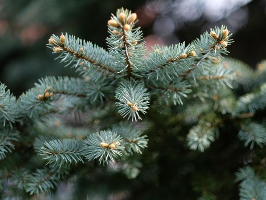 Jaką choinkę wybrać? Tylko żywą! – odpowiadają leśnicy i zachęcają do kupna drzewka za jedyne 20 zł