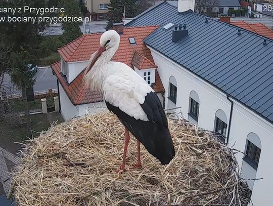 Jest i on! Pierwszy bocian pojawił się w słynnym gnieździe