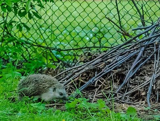 Jeż utknął między rurami. Pomogli mu strażnicy miejscy