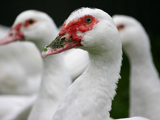 Już 16 ognisk ptasiej grypy w powiecie kaliskim!